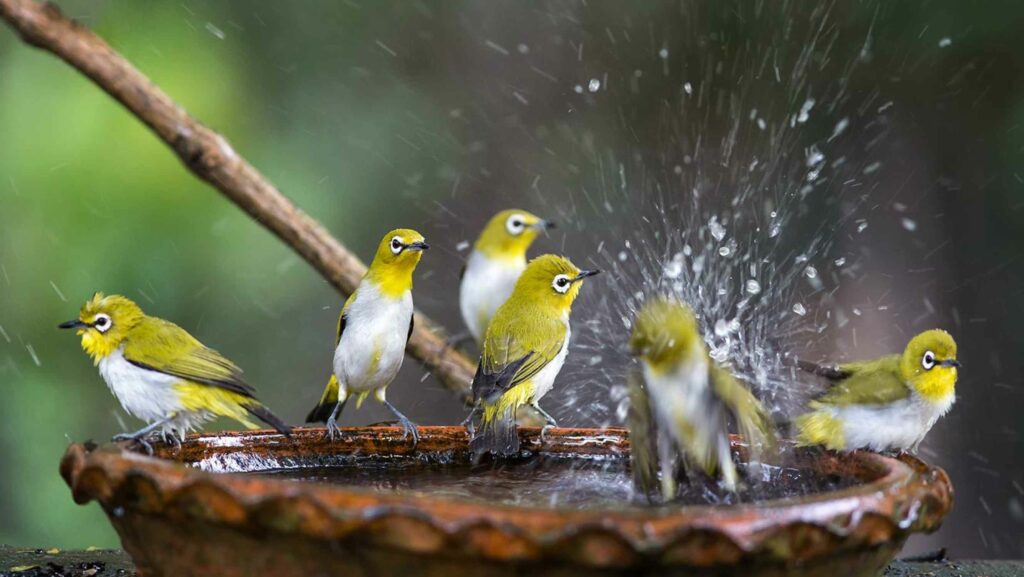 diy bird bath ideas